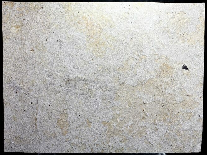 Unprepared Mioplosus Fossil Fish - About - Long #58583